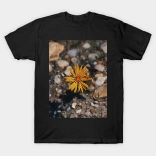 Hairy (False) Golden Aster T-Shirt